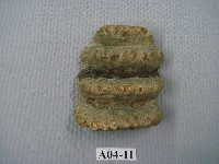 藏品(象齒化石)的圖片